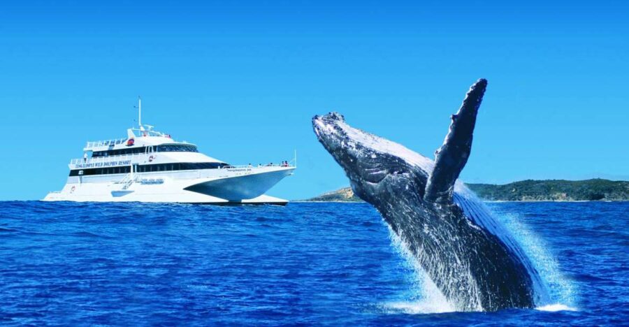 Moreton Island: Tangalooma Day Trip & Whale Watching Cruise
