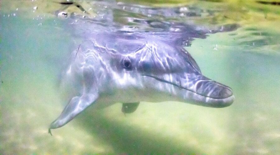 Moreton Island: Tangalooma Snorkeling Tour & Dolphin Feeding