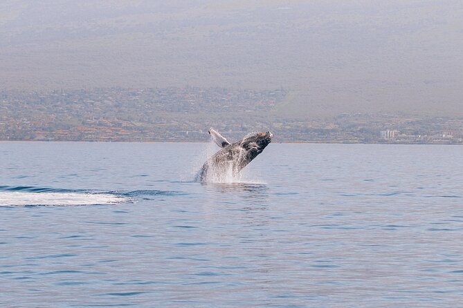 Morning Sail With the Whales Maalaea
