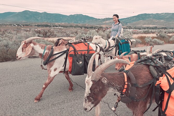 Morning Walks With High Sierra Pack Goats