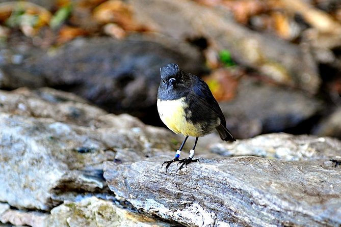 Motuara Island Bird Sanctuary and Ship Cove Cruise From Picton - Tour Overview