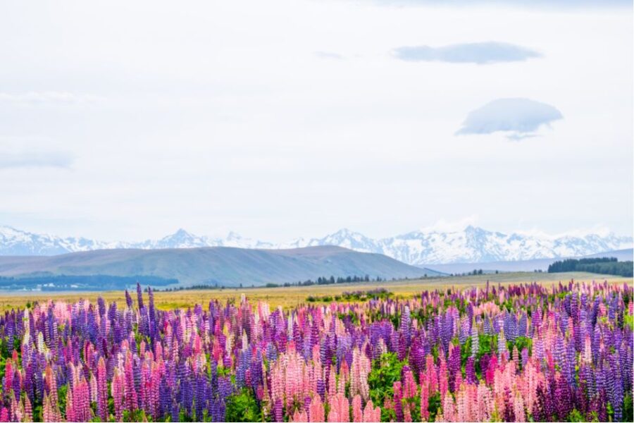 Mt. Cook Day-Tour: Christchurch to Queenstown