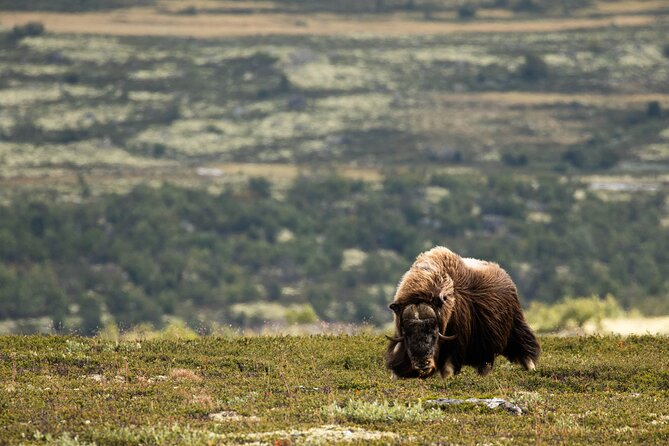 Muskox Safari From Hjerkinn | Dovre & Lesja Active - Overview of Dovrefjell and Muskox
