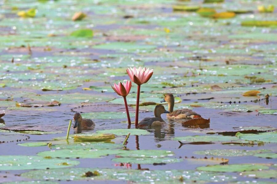 Muthurajawela Bird Watching Tour From Negombo and Colombo