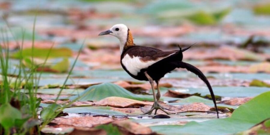 Muthurajawela: Wetland Bird Watching Tour From Colombo!