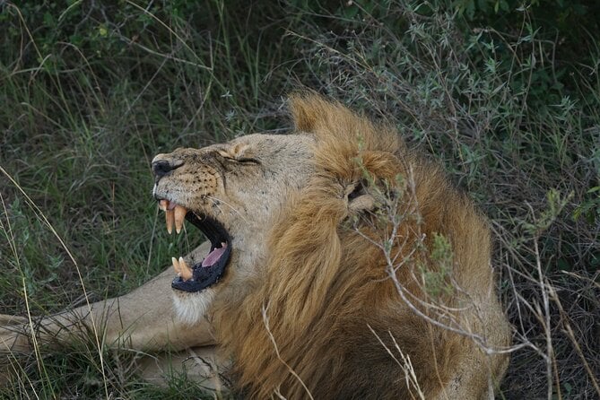 Nairobi National Park and Giraffe Center Tour