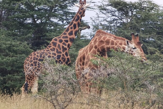 Nairobi National Park and Giraffe Centre Guided Safari Tour - Tour Overview