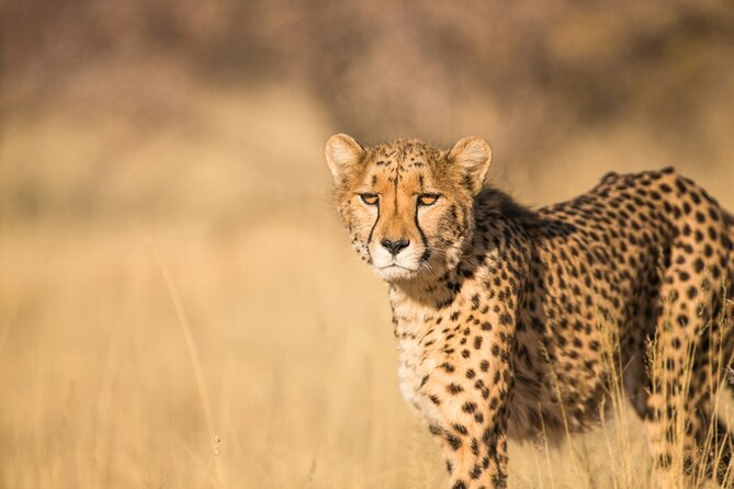 Nairobi National Park Early Morning or Afternoon Game Drive
