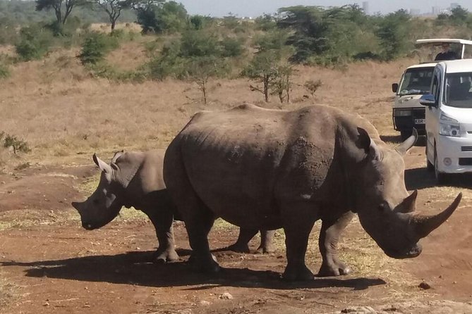 Nairobi National Park, Elephant Orphanage, Giraffe Centre,Karen Blixen Day Tour