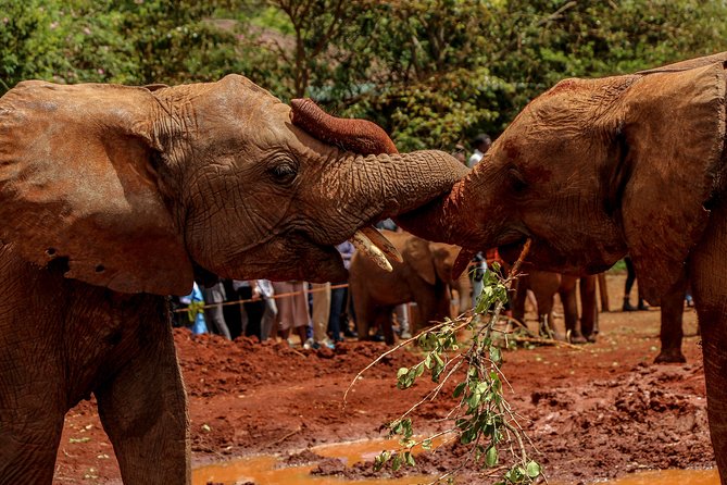 Nairobi National Park Private Safari