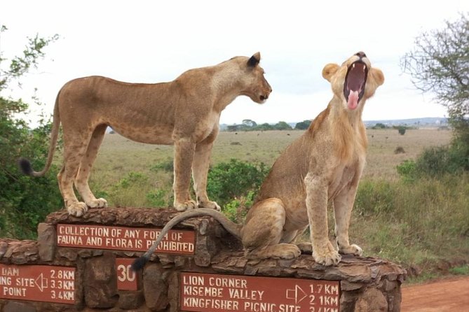 Nairobi National Park Tour