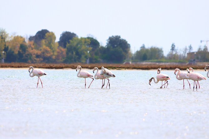 Naturalistic Kayak Class in Venice: Basic Training in the Lagoon