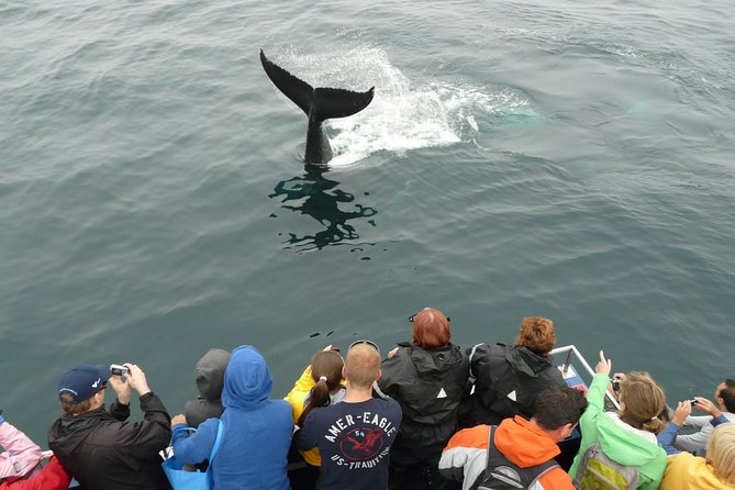Newfoundland Puffin and Whale Watch Cruise