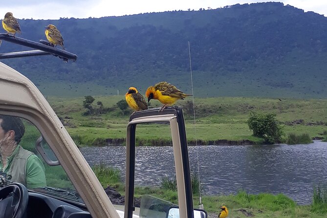 Ngorongoro Crater Day Trip