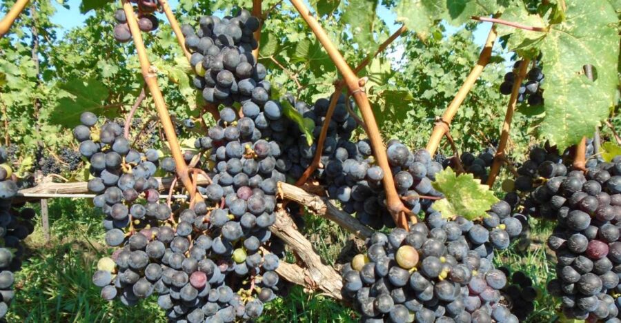 Niagara Falls, Canada: Full-Day Private Winery Tour