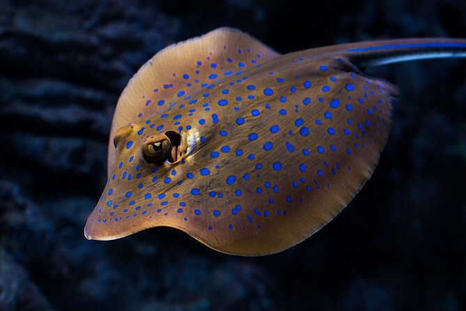 Night at the Aquarium Tour - Booking Details