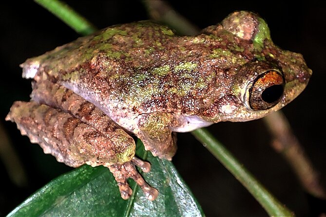 Night Froggy Adventure at Kubah National Park - Overview of the Activity