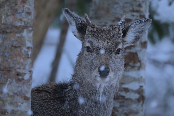 Night Hike in Shiretoko National Park With Snowshoe
