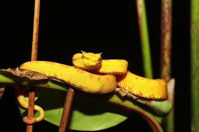 Night Walk Experience at Natura Eco Park, (Frogs Snakes Mammals Insects Birds) - Guided Night Walk in Tropical Rainforest