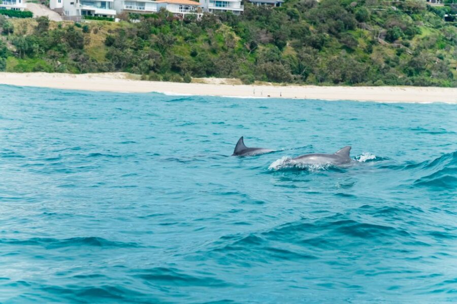 Noosa Heads: Ocean Rider Dolphin Safari