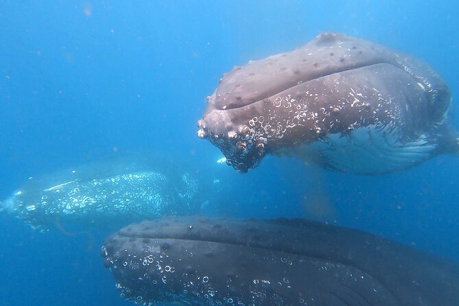 Noosa Whale Watching