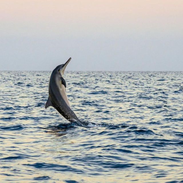 North Bali : Dolphin Wacthing Tour and Waterfall