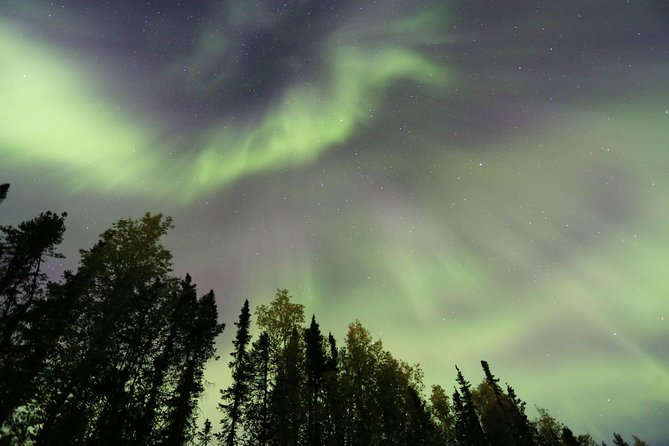 Northern Lights Viewing Including Dinner and 1-Hour Dog Sledding