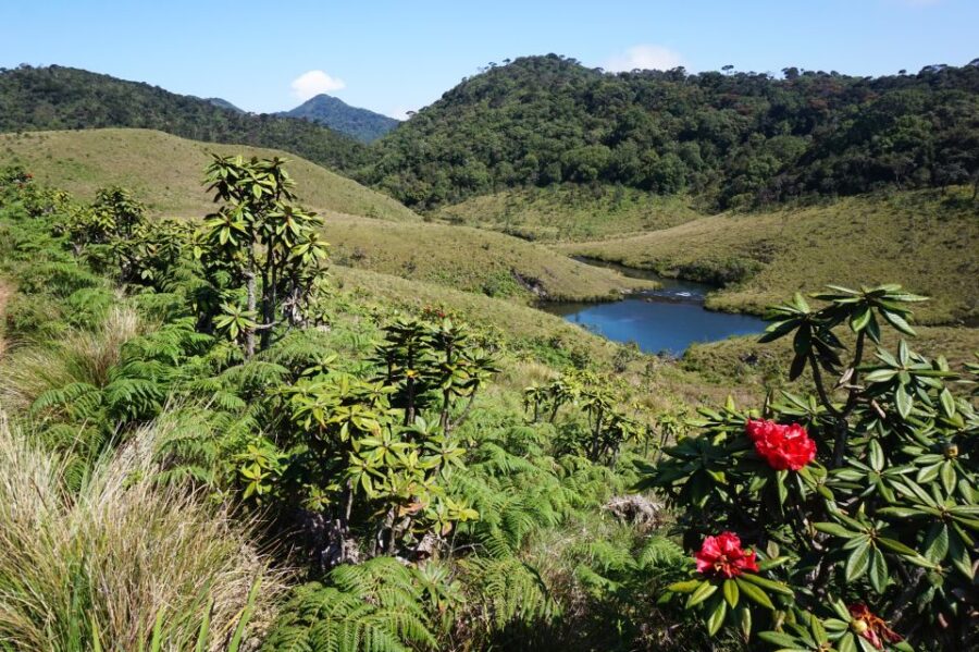 Nuawara Eliya: Horton Plains and Tea All-Inclusive Tour