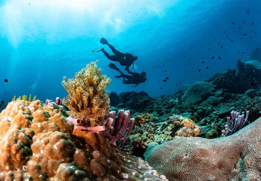 Nusa Penida: Full-Day Guided Snorkeling & Island Tour - Tour Overview and Pricing