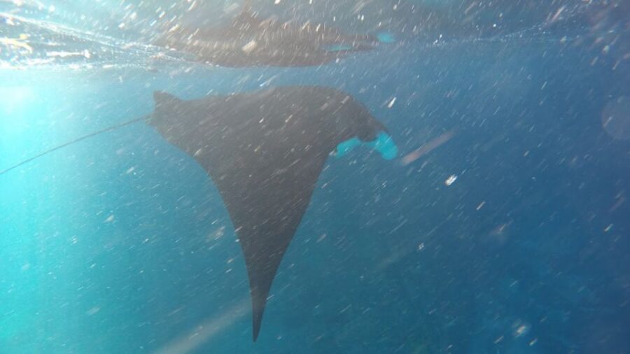 Nusa Penida: Snorkeling 3 Spots With Manta Options - Activity Overview