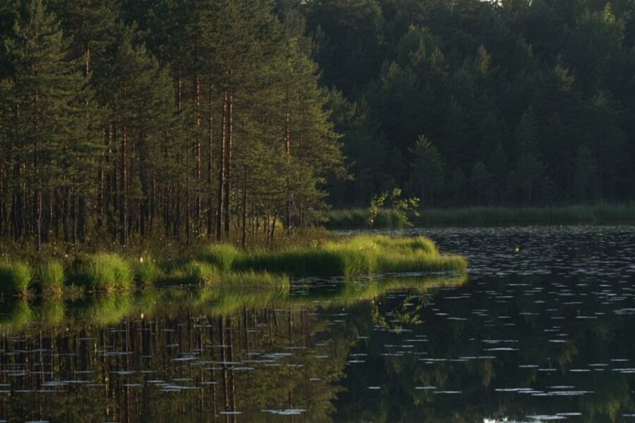 Nuuksio National Park: Half-Day Trip From Helsinki - Experience Highlights