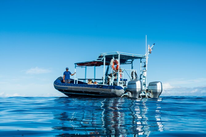 Oahu: 3 Hour Dolphin Swim and Snorkeling Speedboat Tour - Tour Overview