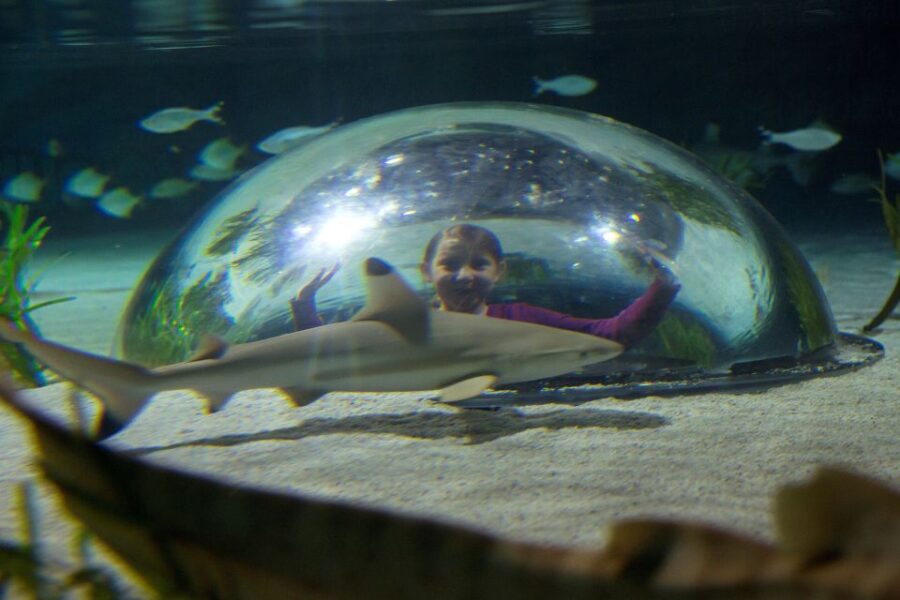 Oberhausen: SEA LIFE Oberhausen Entry Ticket - Location and Directions