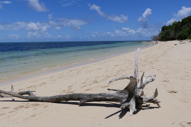 Ocean Free Green Island and Great Barrier Reef Snorkel Cruise