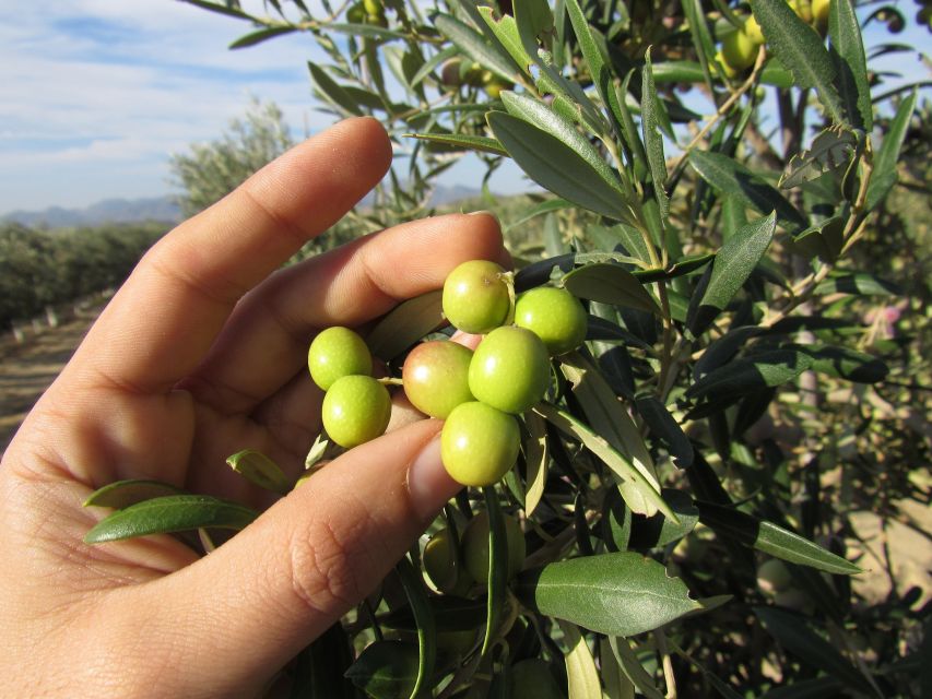 Oleoalmanzora: Guided Tour + Masterclass of EVOO Tasting Eng