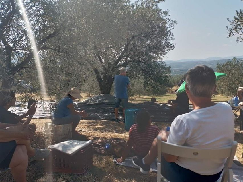 Olive Oil Tasting With Seminar in Metaggitsi - Halkidiki. - Activity Overview