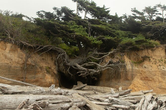 Olympic Full Day Private Tour and Hike