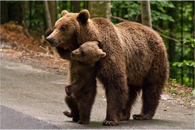 One Day Trip Bear Sanctuary, Dracula Castle, Rasnov Fortress From Brasov - Exploring Bran Castle