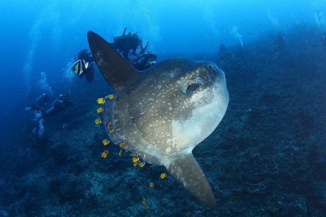 Open Water + Advanced Course – Premium Certifications Package in Nusa Lembongan