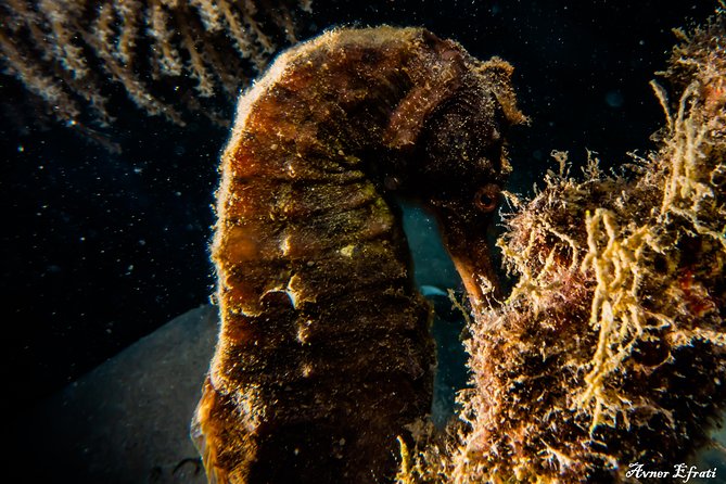 Open Water Diver Course [5 Days/18m] and Advanced Open Water Diver [2 Days/30m]