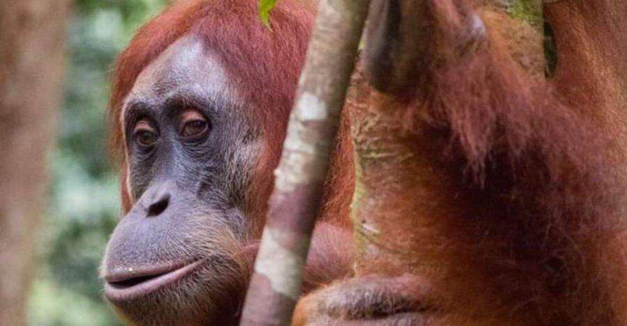 Orangutan Tour : Jungle Trekking in Sumatra
