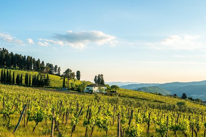 Organic Winery Tour and Tasting in Tuscany Chianti Hills