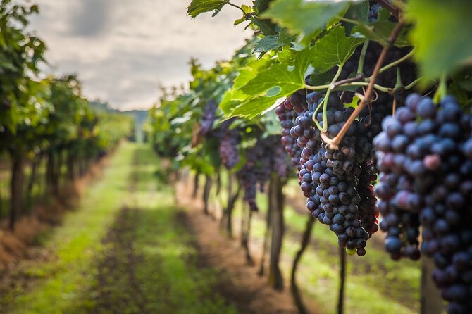 Osoyoos Wine Tour Full Day Guided With 5 Wineries