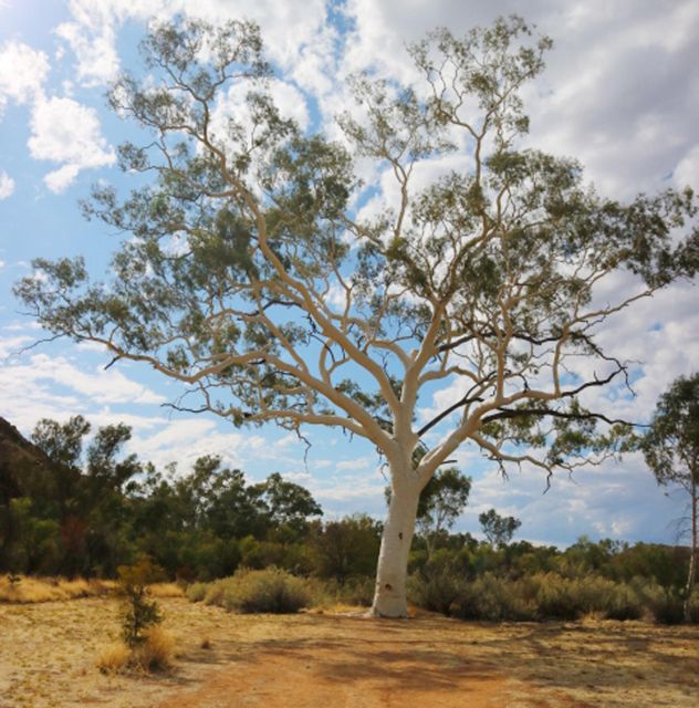 Outback Adventure: A Self-Guided Driving Tour