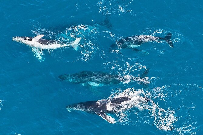 Outer Reef Odyssey – 40 Minute Reef Scenic Flight