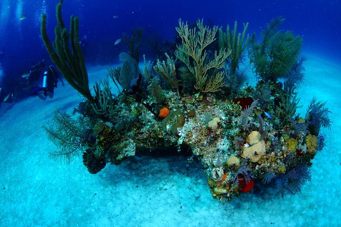 PADI Discover Scuba Diving and Day Pass in Freeport