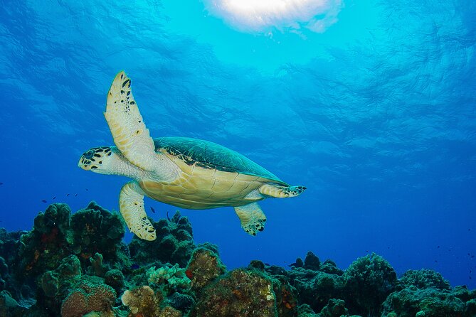 PADI Discover Scuba Diving Program in the Riviera Maya