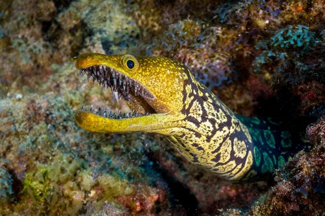 PADI Open Water Course in Playa De Las Americas