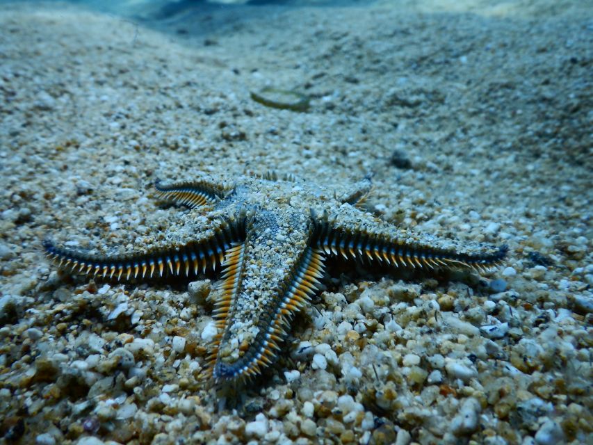PADI Scuba Diving Program for Beginners in Peloponesse