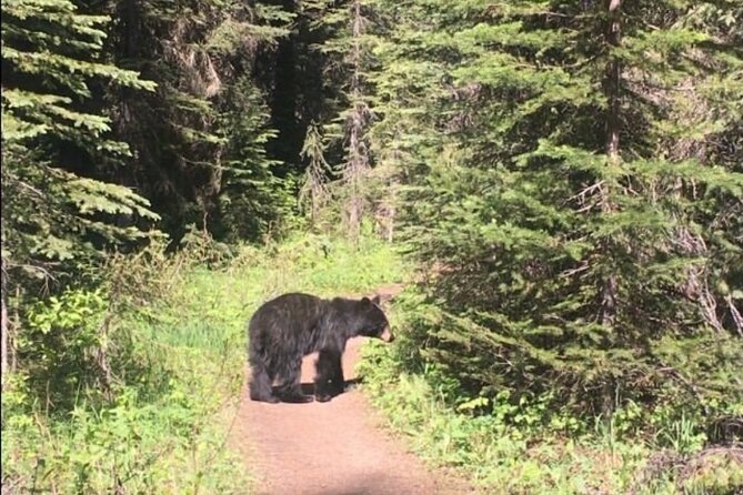 Paget Lookout and Sherbrooke Lake